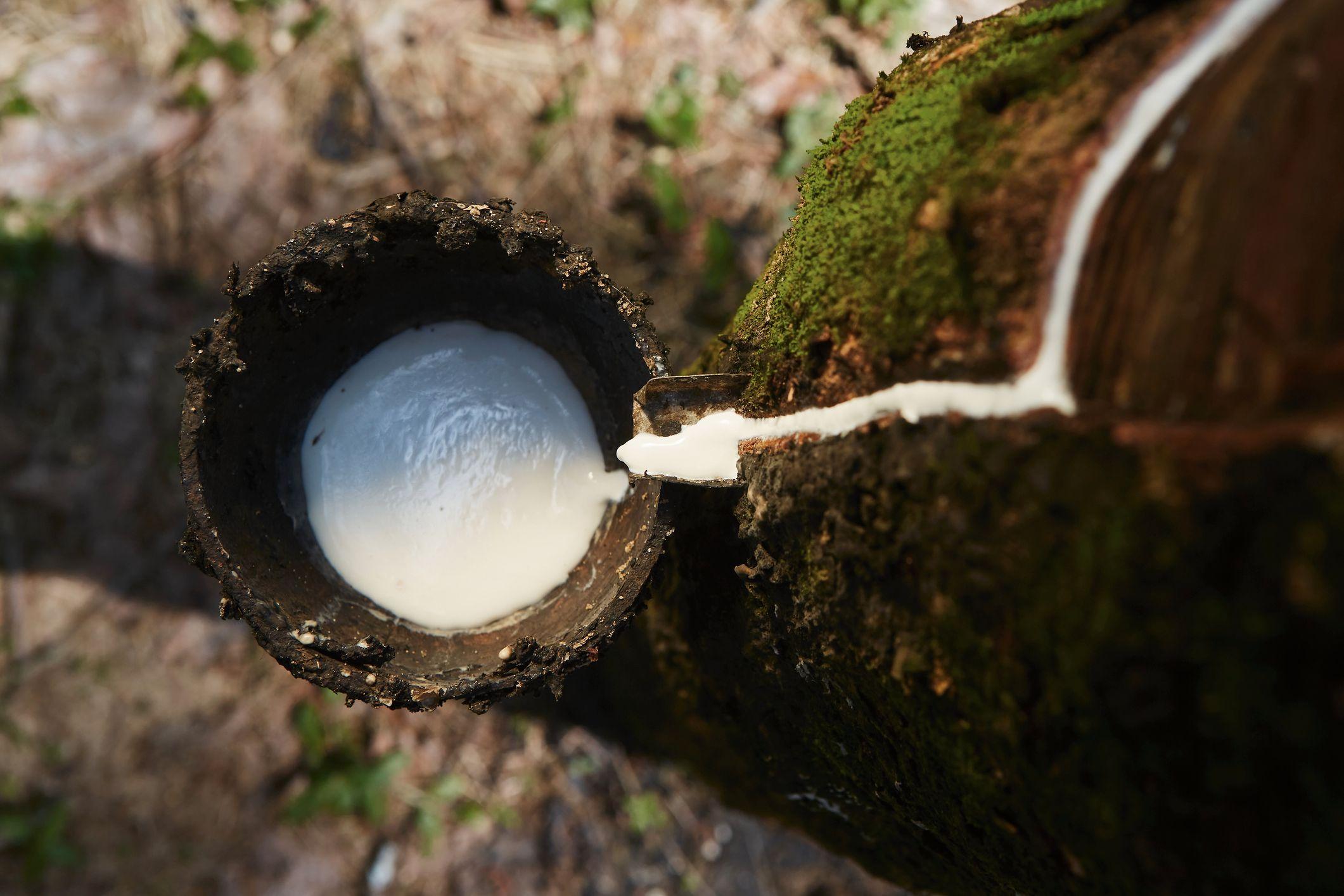 Savia de árbol de caucho