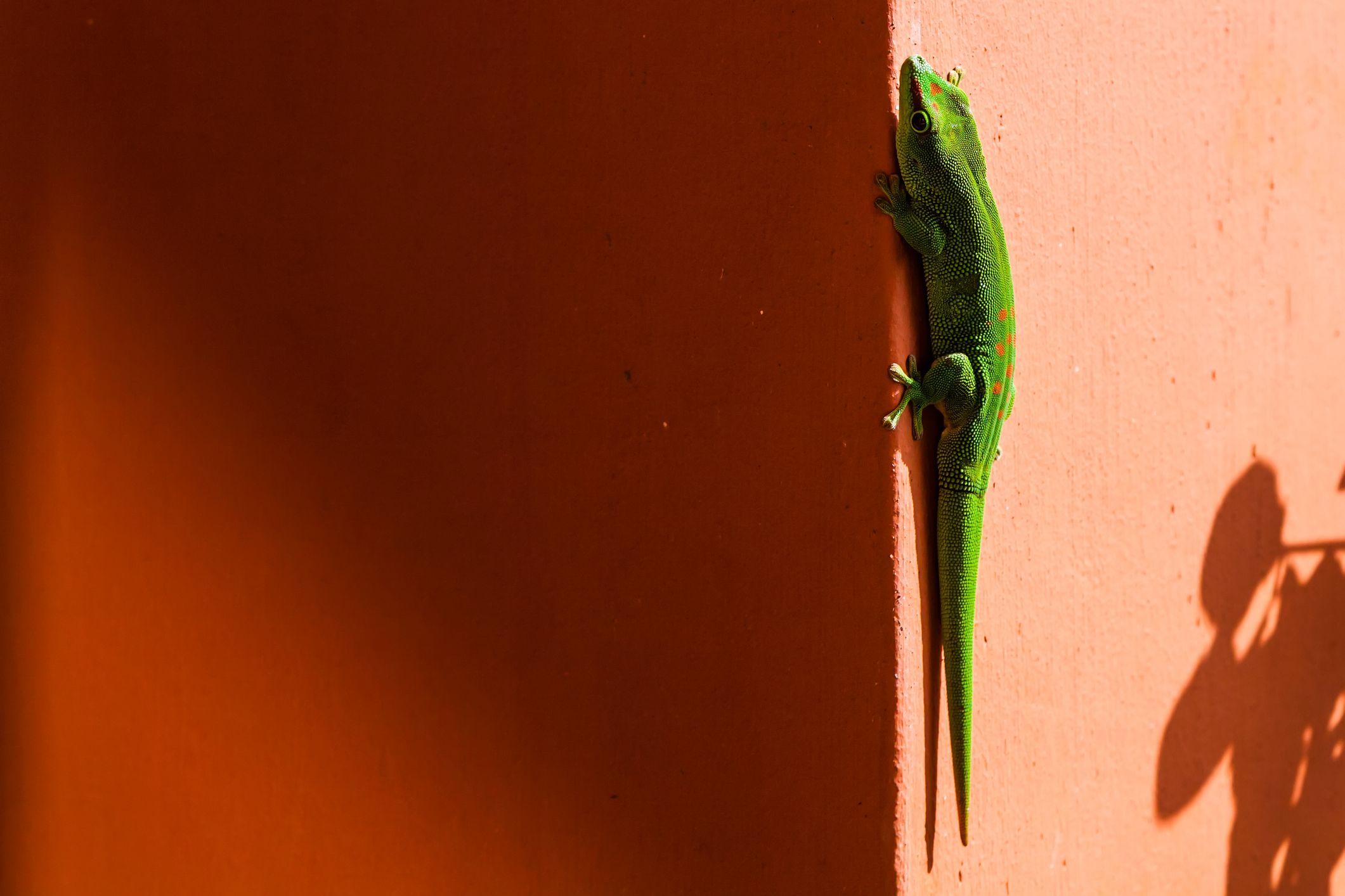 Gecko verde en pared salmón