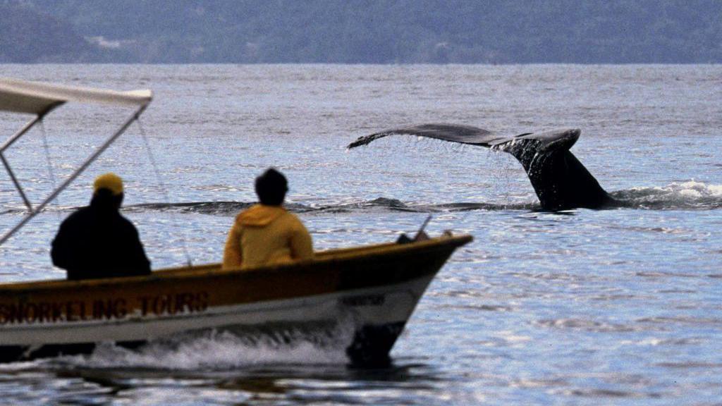 Dos turistas observan ballenas que llegan a los océanos mexicanos para aparearse en Puerto Vallarta, México, 22 de febrero de 2003.