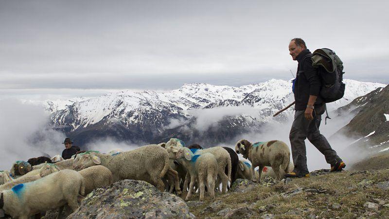 Un pastor con ovejas en los Alpes