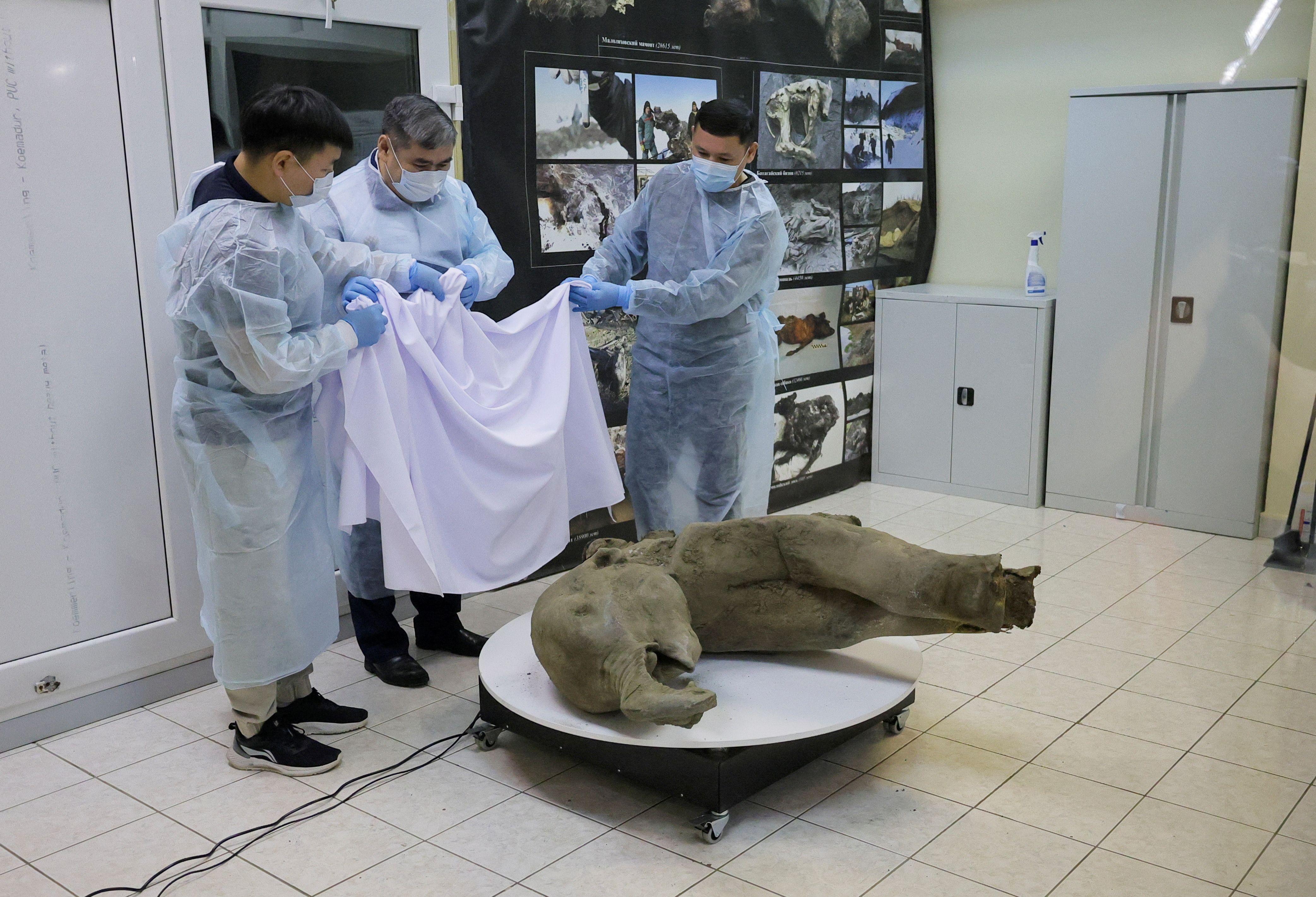 Investigadores detrás de una valla de vidrio mientras muestran el cadáver de un bebé mamut.