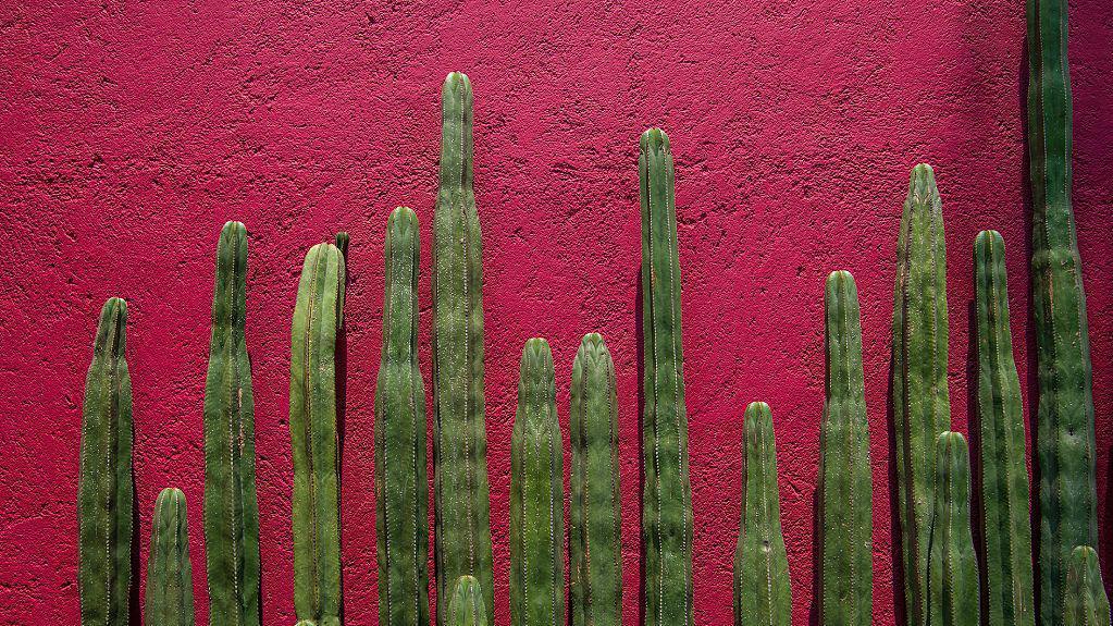 Muro pintado de color rosa mexicano y cactus