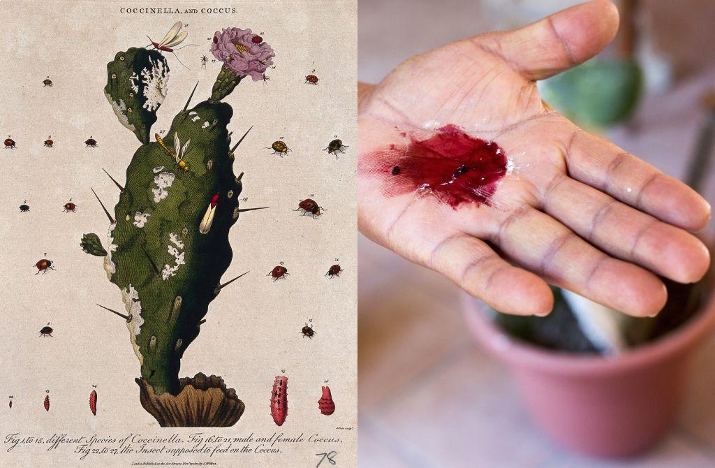 Cactus Nopalea cochenillifera con cochinillas (Dactylopius coccus), en un grabado de J. Pass, c. 1801 (izq.) y la mano de una mujer del Valle de Tlacolula de Oaxaca mostrando el tinte rojo natural que se obtiene. 