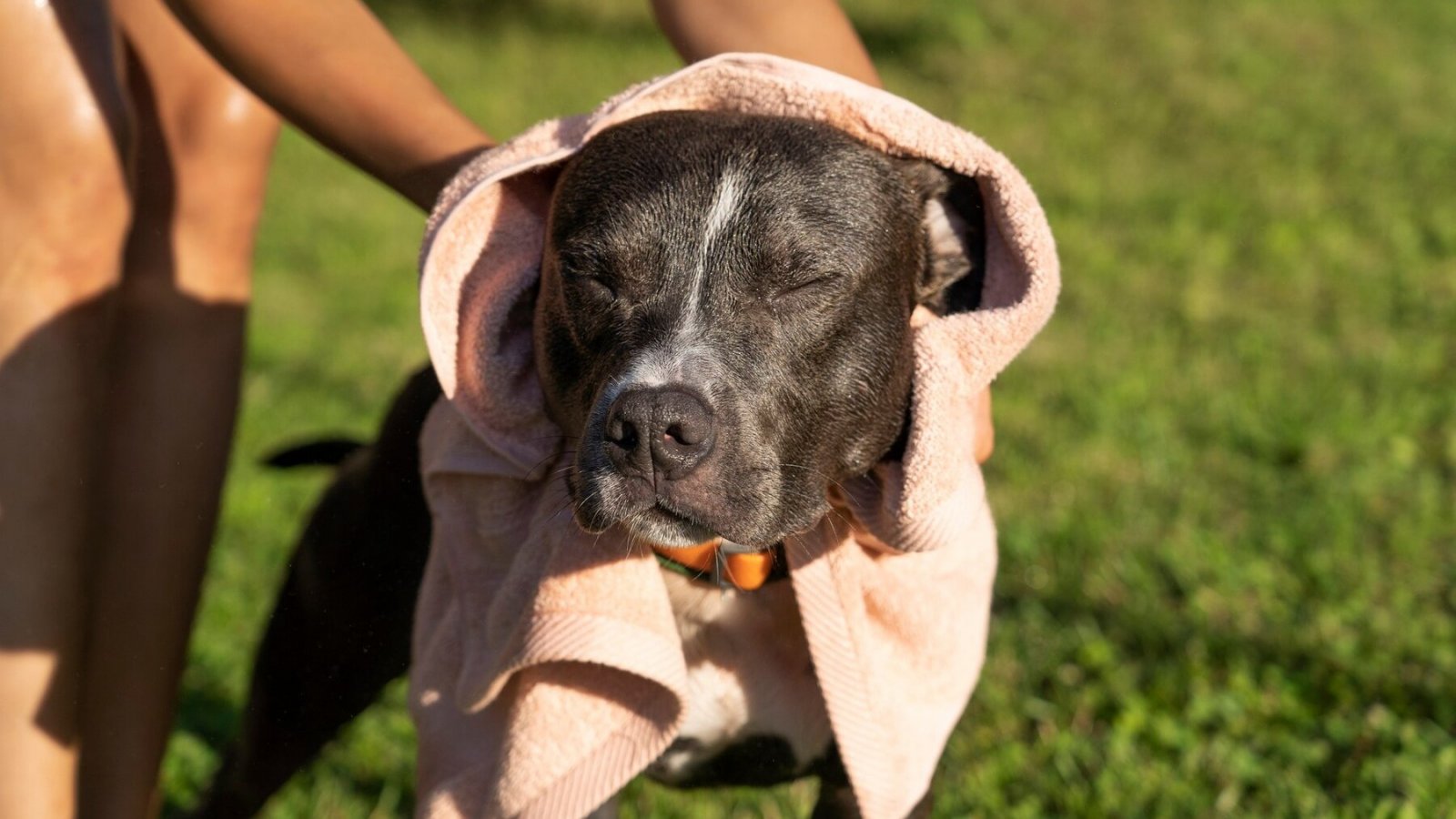 Perro en el sol. Golpe de calor en mascotas.