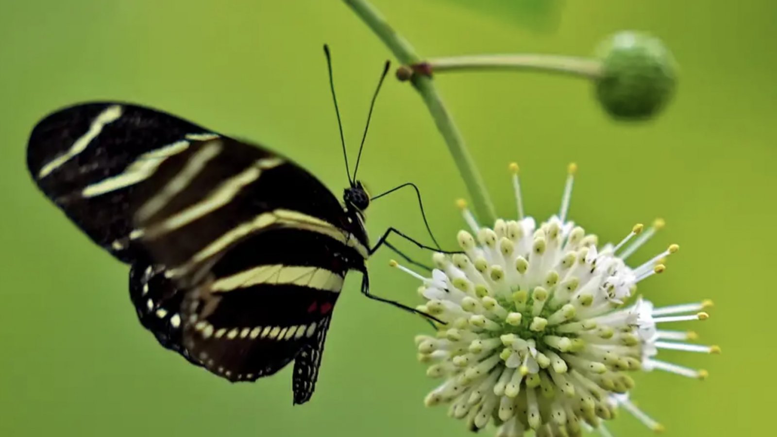 Mariposa