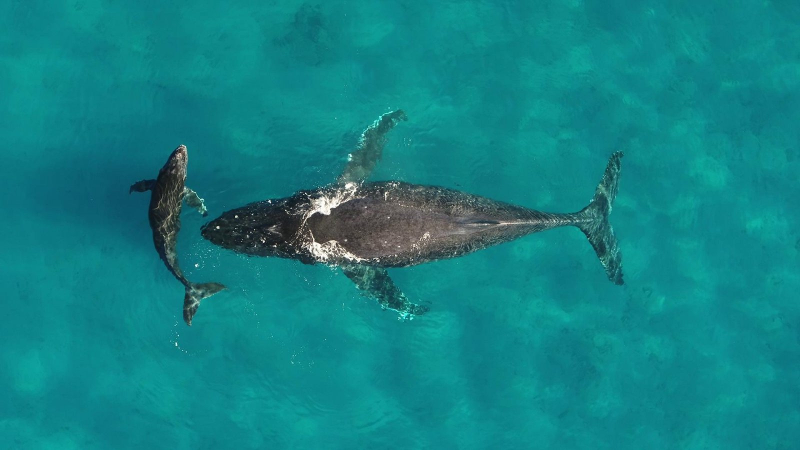 Ballenas